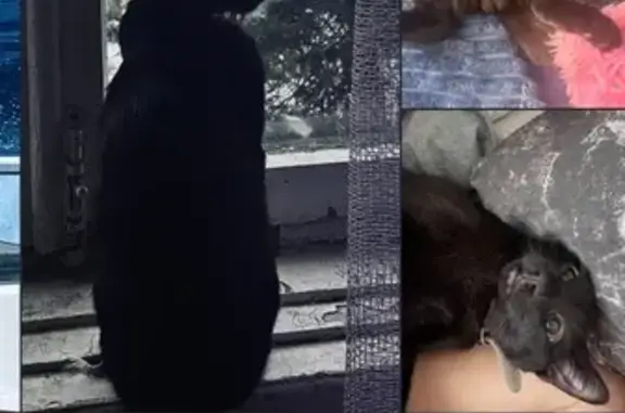 Пропал кот, улица Воровского, 223, Краснодар - photo