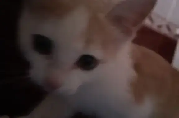 Потерянные животные Борисоглебск, фото: Пропал кот, Борисоглебск, Воронежская область - откликается на Барсик