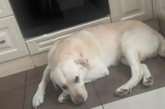 Объявления о пропавших и найденных животных, Плодопитомник, фото: Пропал собака, Центральная улица, Плодопитомник - белый лабрадор