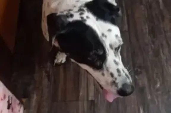 Пропала собака, женский пол, Некрасовская улица, 3, Самара - photo