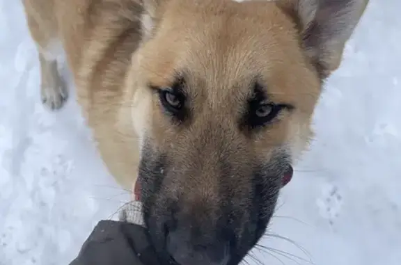 Найдена собака, Деревянское, фото: Найден собака, А-215, Деревянское сельское поселение, Деревянское - молодой кобель с ошейником