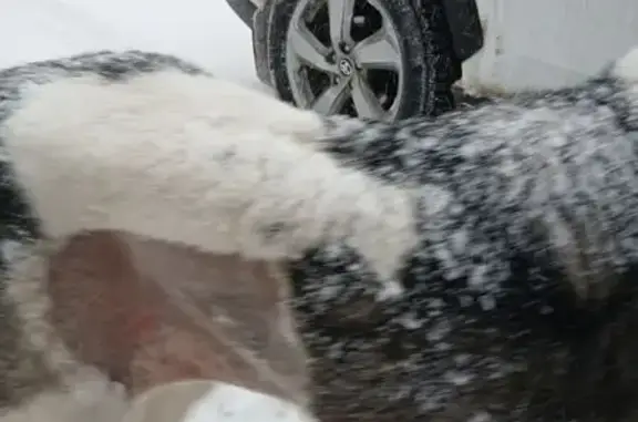 Объявления о пропавших и найденных животных, Ульяновск, фото: Пропала собака, улица Олега Кошевого, 94-96, Ульяновск - добрая девочка с серым окрасом