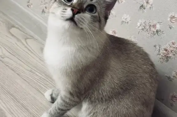 Пропала кошка, Пороховая улица, 28В, Тула - маленькая кошечка 8 месяцев - photo