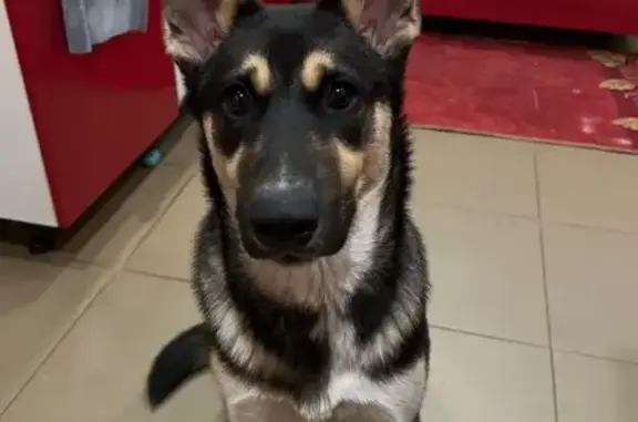 Пропал собака, Аграрная улица, 78, Тамбов - окрас как у овчарки - photo