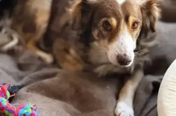 Пропала собака, Пловдивская улица, Санкт-Петербург - девочка, коричневый окрас - photo