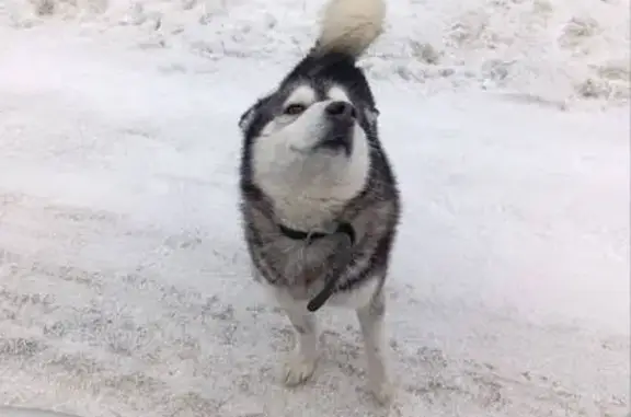 Найдена собака, Совхоз 