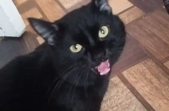 Пропал кот, Кольцевая улица, 185, Уфа - полностью черный с изогнутым хвостом - photo