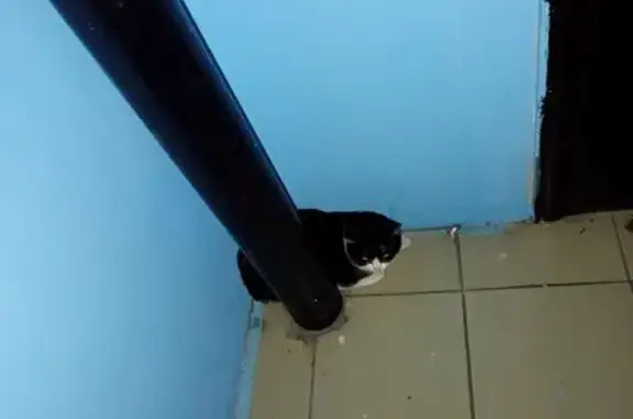 Найденные животные Новокузнецк, фото: Найдена кошка, улица Мориса Тореза, 91Б, Новокузнецк - чёрно-белая