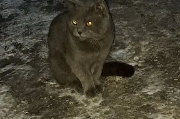 Объявления о пропавших и найденных животных, Томск, фото: Найден кот, улица Карла Маркса, 42, Томск - британец, взрослый, не кастрированный