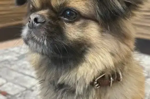 Объявления о пропавших и найденных животных, Барнаул, фото: Найден пёс, улица Малахова (дублёр), 146, Барнаул - мальчик пекинес в оранжевом ошейнике