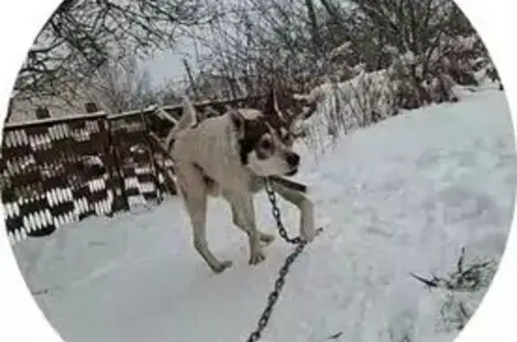 Объявления о пропавших и найденных животных, Большое Полпино, фото: Пропала собака, Большое Полпино - белый окрас, порода лайка
