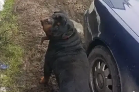 Найдена собака, Ростов-на-Дону, фото: Найдена собака, СНТ Восход, Ростов-на-Дону - с ошейником, кидался на людей