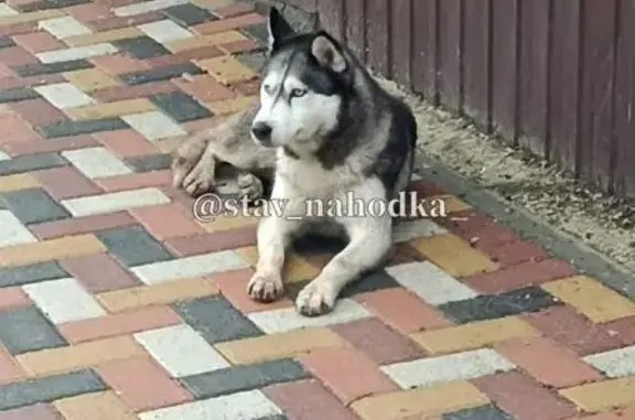 Объявления о пропавших и найденных животных, Ставрополь, фото: Пропала собака, женский пол, улица Мира, Ставрополь - чёрно-белый окрас с голубыми глазами