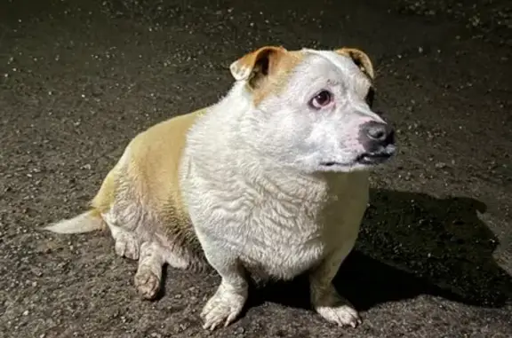 Найдена собака, Ростов-на-Дону, фото: Найдена собака, Врубовая улица, 57, Ростов-на-Дону - домашний мальчик