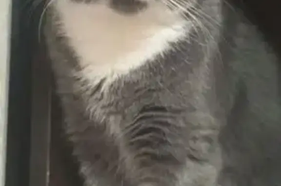 Пропала кошка, Вычегодская улица, 9 к3, Архангельск - серая с белой полоской на носу - photo