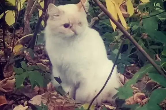 Пропал кот, Речной проспект, Кострома - белый с кремовым, нет левого глазика - photo