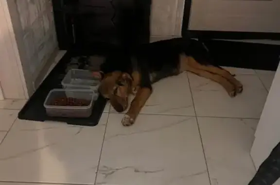 Найдена собака, Балашиха, фото: Найден собака, мужской, Октябрьская улица, Балашиха