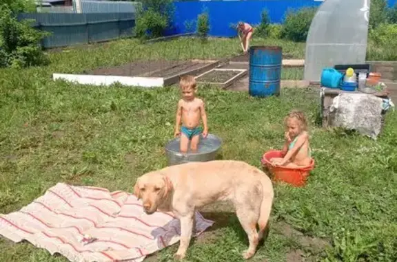 Объявления о пропавших и найденных животных, Кемерово, фото: Пропал собака, улица Менделеева, Кемерово - ласковый, кастрированный