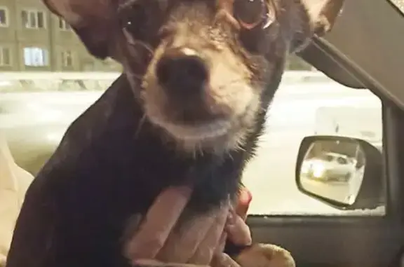 Найдена собака, Красноярск, фото: Найден собака, улица Калинина, Красноярск - кобель породы той-терьер