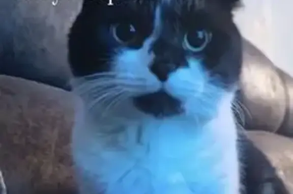 Пропала кошка, улица 47-й Гвардейской Стрелковой, Пригородный - вислоухий, может быть пугливый - photo