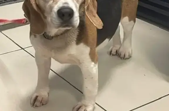 Найденные животные Пенза, фото: Найдена собака, улица Измайлова, городской округ Пенза - девочка породы бигль