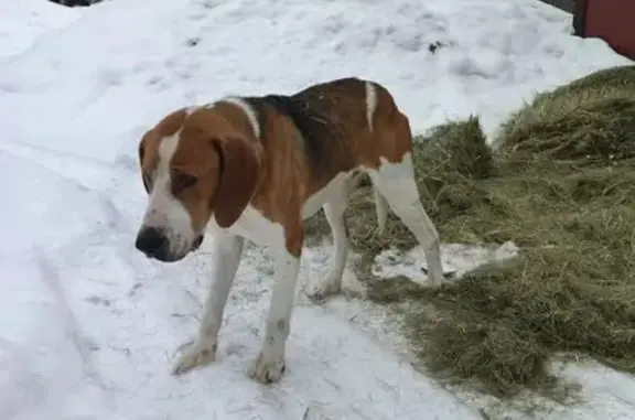 Найдена собака, Громовское, фото: Найден собака, Громовское сельское поселение, Ленинградская область - кобель породы русская-пегая гончая