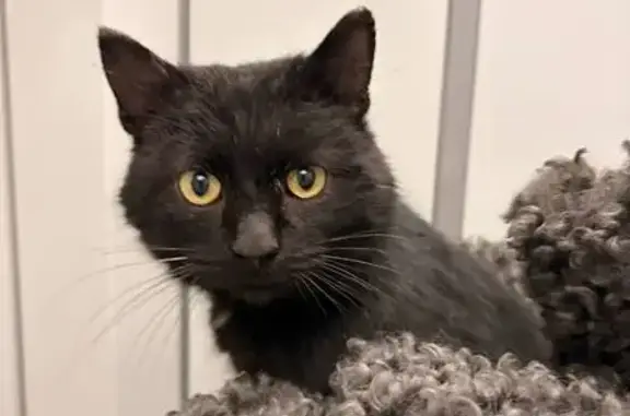 Объявления о пропавших и найденных животных, Чебоксары, фото: Найдена кошка, проспект Геннадия Айги, 14, Чебоксары - чёрная с белым пятнышком