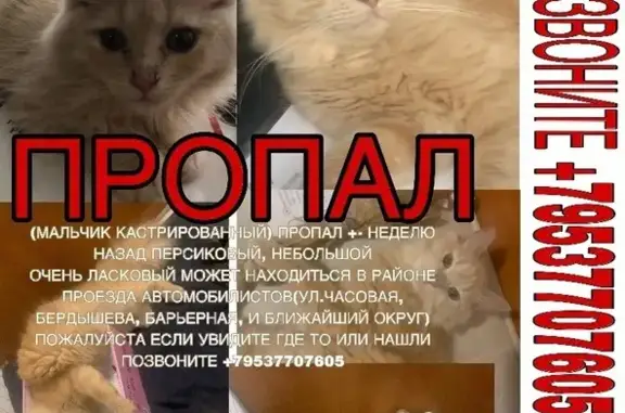 Пропала кошка, проезд Автомобилистов, Мичуринский сельсовет - ласковый, ручной, персиково-белый окрас - photo