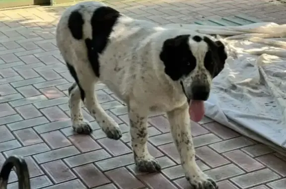 Пропала собака, Шоссейная улица, Родники - алабай, белая с чёрными пятнами - photo