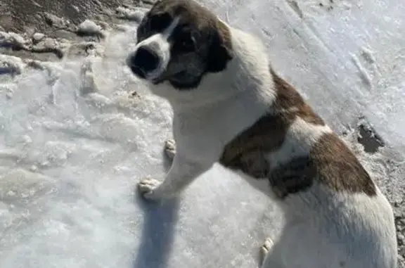 Собаки потеряшки, Сургут, фото: Потеряшка собака, Нижневартовский тракт, городской округ Сургут - откликается на кличку «Улыбака»