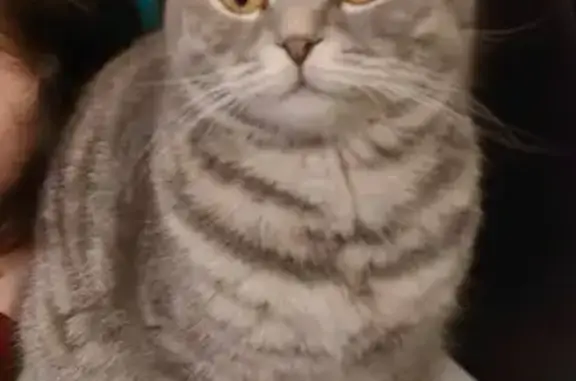 Пропала кошка, Криворожская улица, 19, Москва - маленькая серая полосатая - photo