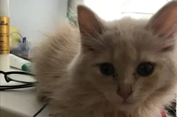 Кошки потеряшки, Мичуринский сельсовет, фото: Потеряшка кошка, проезд Автомобилистов, Мичуринский сельсовет - персиковый окрас, ласковый