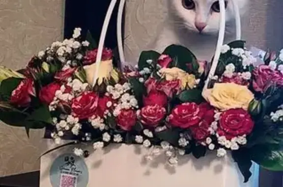 Кошки потеряшки, Дедовск, фото: Потеряшка кошка, улица Курочкина, 9, Дедовск - белая с чёрными волосками