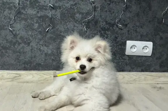 Пропал собака, улица Льва Толстого, 74Г, городской округ Льгов - черный ошейник - photo