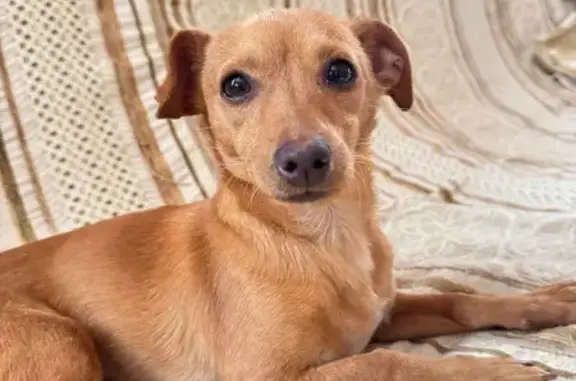 Пропал собака, улица Чапаева, 297Б, Аксай - рыжий с ошейником - photo