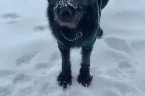 Найдена собака, Казань, Татарстан - photo