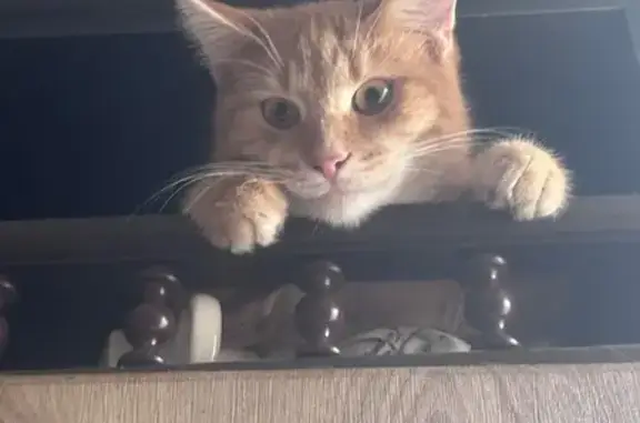 Объявления о пропавших и найденных животных, Николаевка, фото: Пропал кот, Южная улица, 4, Николаевка - рыжий с полосками