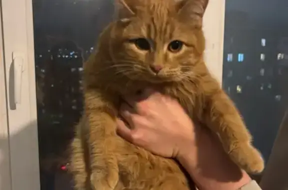 Объявления о пропавших и найденных животных, Саратов, фото: Найдена кошка, мужской, 2-й Магнитный проезд, Саратов