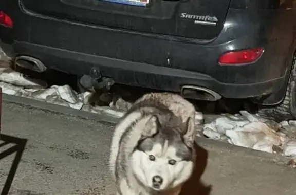 Объявления о пропавших и найденных животных, Томск, фото: Найдена собака, улица Любы Шевцовой, 15, Томск - выглядит домашней