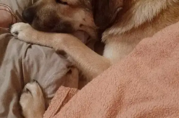 Потерянные животные Пенза, фото: Пропал собака, улица Терновского, 251, городской округ Пенза - рыжий окрас, пугливый