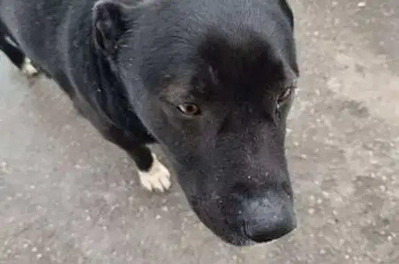 Найдена собака, улица Строителей, 35, Самара - окрас чёрный с белым воротничком - photo