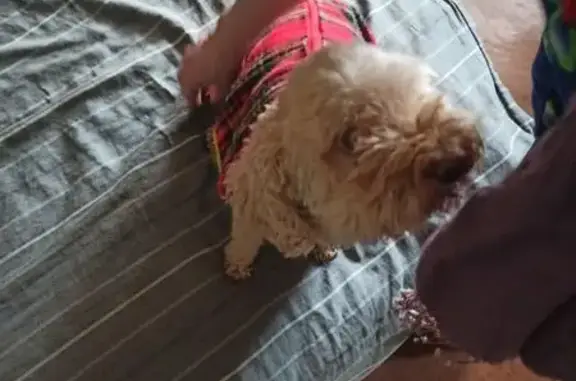 Пропала собака, девочка, Киевская улица, 50Г, Калининград - 14 лет, острый панкреатит - photo