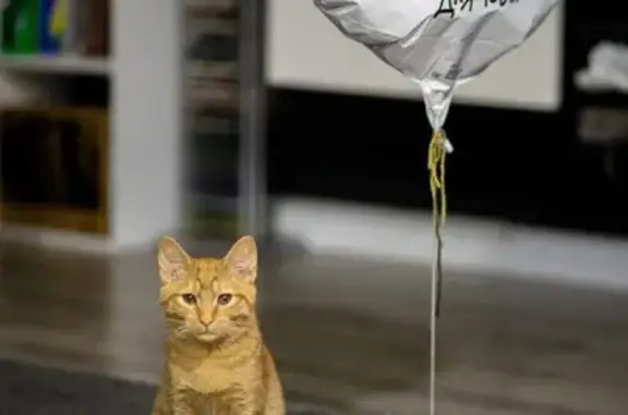 Пропал кот, улица Калинина, Подольск - рыжий с полосатым хвостом - photo