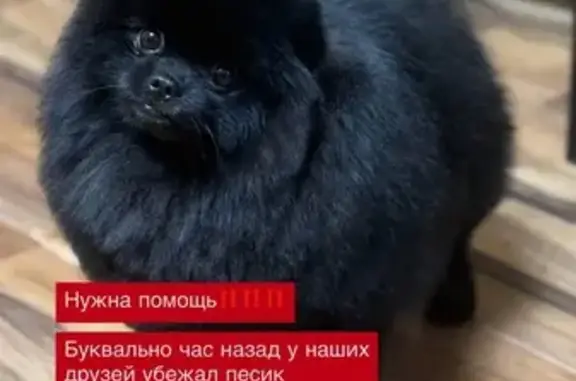 Собаки потеряшки, Орёл, фото: Потеряшка собака, мужской, улица Матросова, Орёл