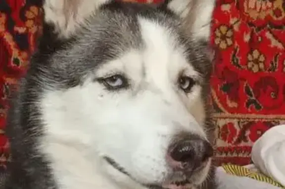 Собаки потеряшки, Красные Баррикады, фото: Потеряшка собака, мужской, Первомайская улица, 12, Красные Баррикады