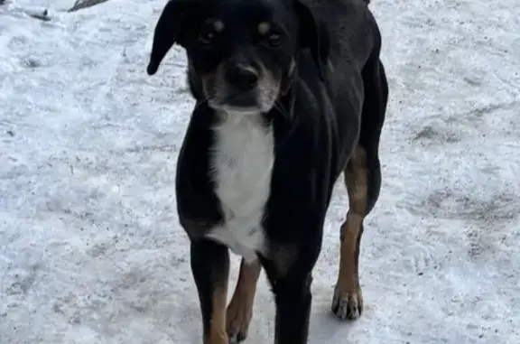 Объявления о пропавших и найденных животных, Калининград, фото: Найден собака, мужской, улица Грига, 13, Калининград - пугливый, без ошейника