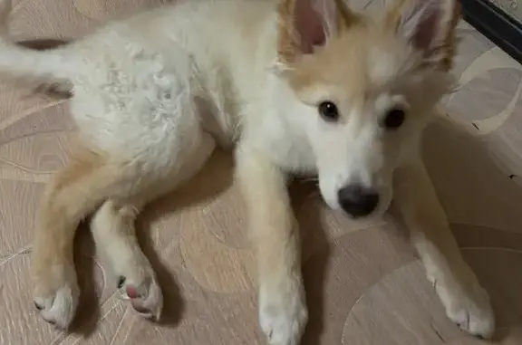 Найдена собака, Казань, фото: Найдена собака, улица Восстания, 79, Казань - светло кремового окраса