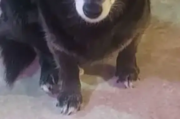 Найдена собака, Гусиха, Антоновка - на ульяновской трассе - photo