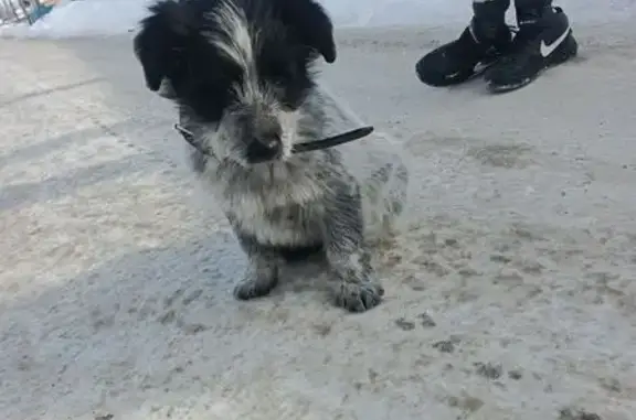 Объявления о пропавших и найденных животных, Новоалтайск, фото: Пропал щенок, 2-я Линейная улица, 31, Новоалтайск - Тайсон с чёрным ошейником