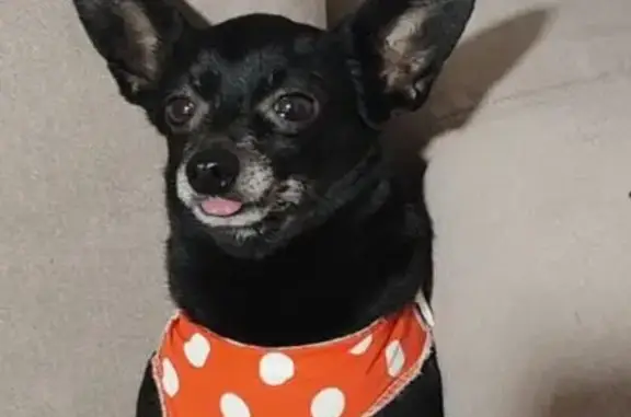 Пропал собака, мужской, Тимашёвск, Краснодарский край - старенький и почти беззубый - photo